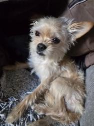 Found/Stray Unknown Dog last seen 84pl and Standford Ave, Los Angeles, CA 90001