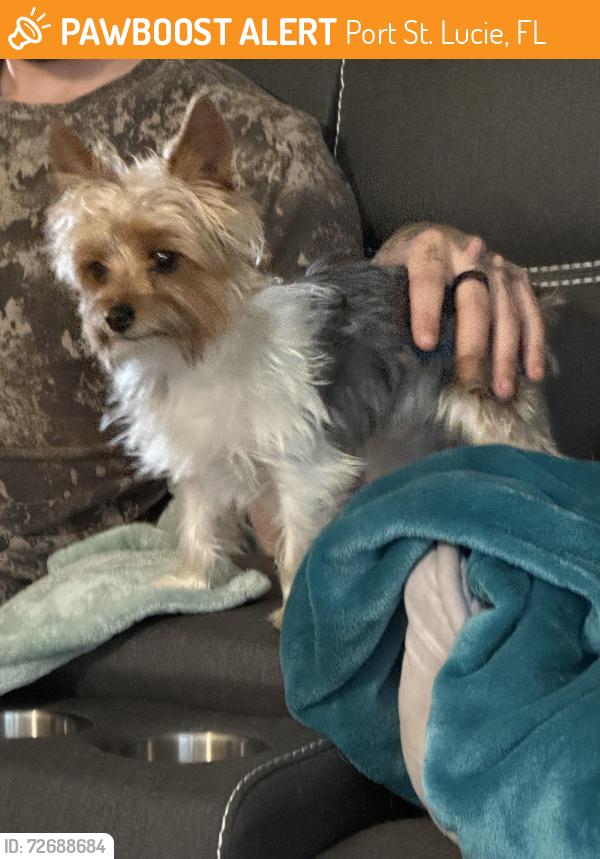 Found/Stray Male Dog last seen Port Saint Lucie Blvd and SW Paar, Port St. Lucie, FL 34953