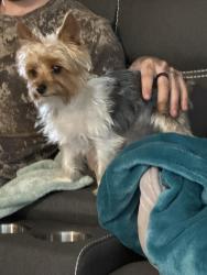 Found/Stray Male Dog last seen Port Saint Lucie Blvd and SW Paar, Port St. Lucie, FL 34953