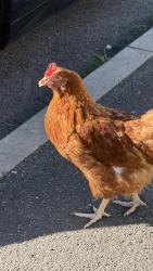 Lost Female Other last seen Peterborough railway station, Peterborough, England PE1 1QL