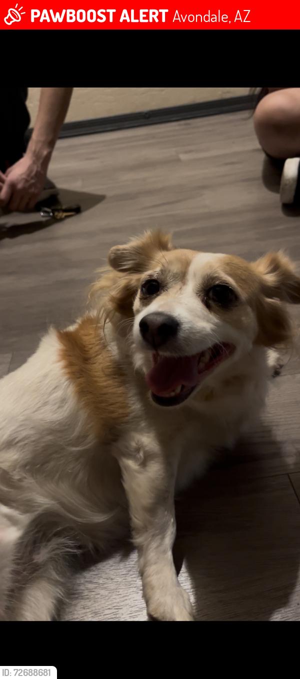 Lost Female Dog last seen Avondale blvd , Lower buckeye , Avondale, AZ 85323