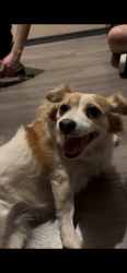 Lost Female Dog last seen Avondale blvd , Lower buckeye , Avondale, AZ 85323