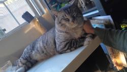 Lost Male Cat last seen Fremont, barely, latona st, Anaheim, CA 92804