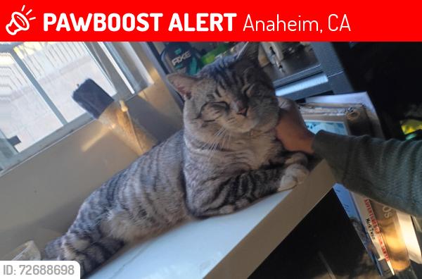 Lost Male Cat last seen Fremont, barely, latona st, Anaheim, CA 92804