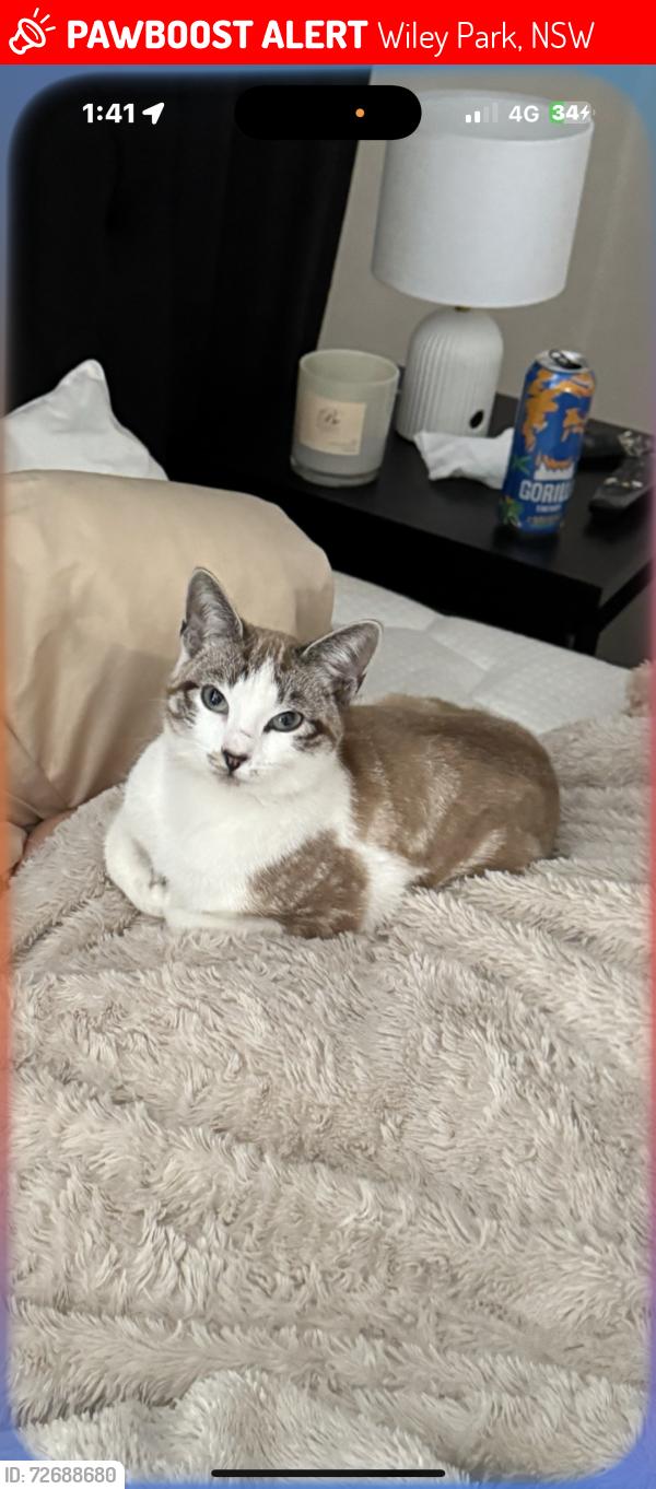 Lost Female Cat last seen Kathleen St, Wiley Park, NSW 2195
