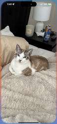 Lost Female Cat last seen Kathleen St, Wiley Park, NSW 2195