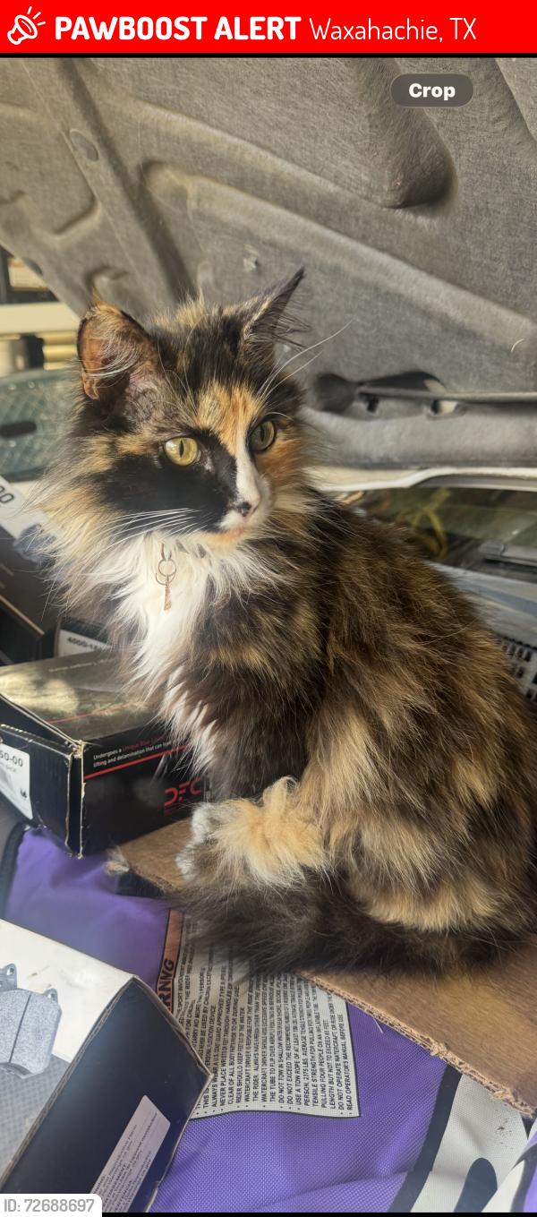Lost Female Cat last seen Red River Dr , Waxahachie, TX 75167