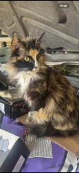 Lost Female Cat last seen Red River Dr , Waxahachie, TX 75167