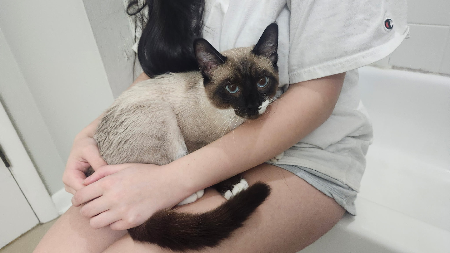 Lost Male Cat last seen Near Quailwood Dr, Fayetteville, NC 28314, USA, Fayetteville, NC 28314