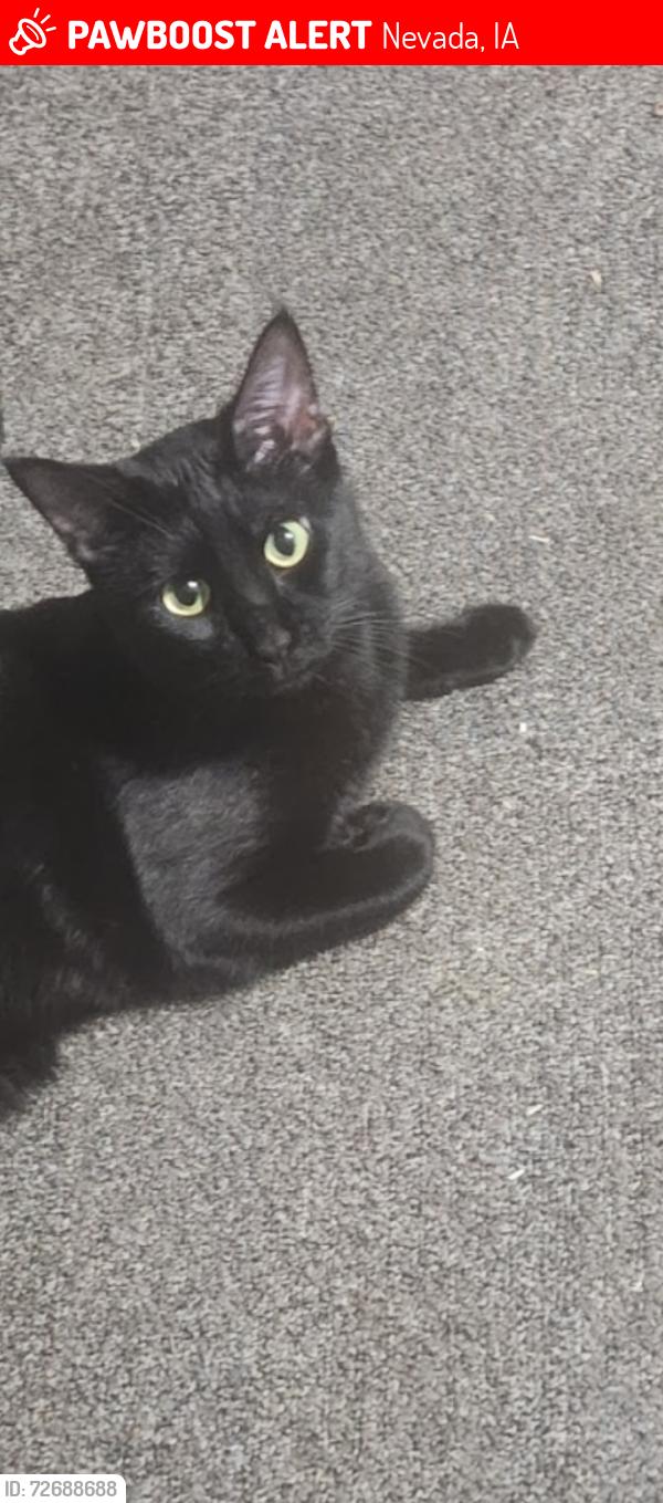 Lost Male Cat last seen South I and Daycare area, Nevada, IA 50201