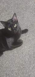Lost Male Cat last seen South I and Daycare area, Nevada, IA 50201