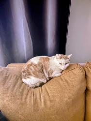 Lost Male Cat last seen Between Bramlett Road and Pardill Road on North Hwy 58 in Harrison, Harrison, TN 37341
