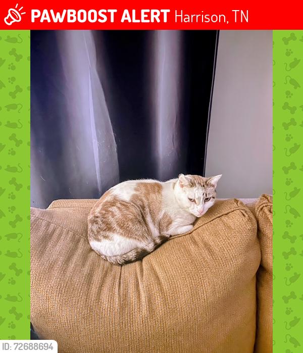 Lost Male Cat last seen Between Bramlett Road and Pardill Road on North Hwy 58 in Harrison, Harrison, TN 37341
