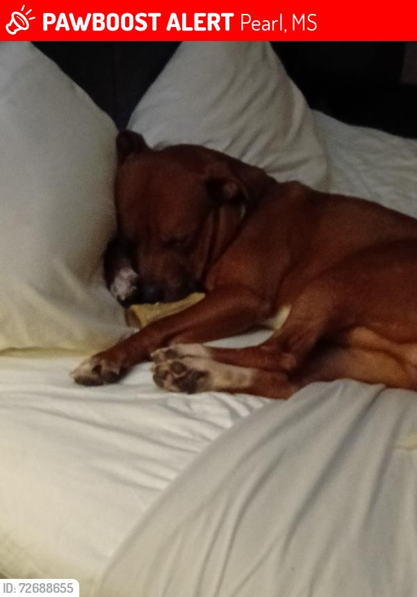 Lost Male Dog last seen Near s pearson road next to steak n shake and Wendy's , Pearl, MS 39208