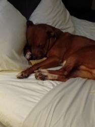 Lost Male Dog last seen Near s pearson road next to steak n shake and Wendy's , Pearl, MS 39208