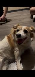 Found/Stray Female Dog last seen Avondake blvd, lower buckeye, Avondale, AZ 85323