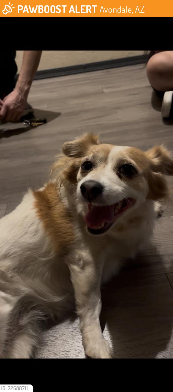 Found/Stray Female Dog last seen Avondake blvd, lower buckeye, Avondale, AZ 85323