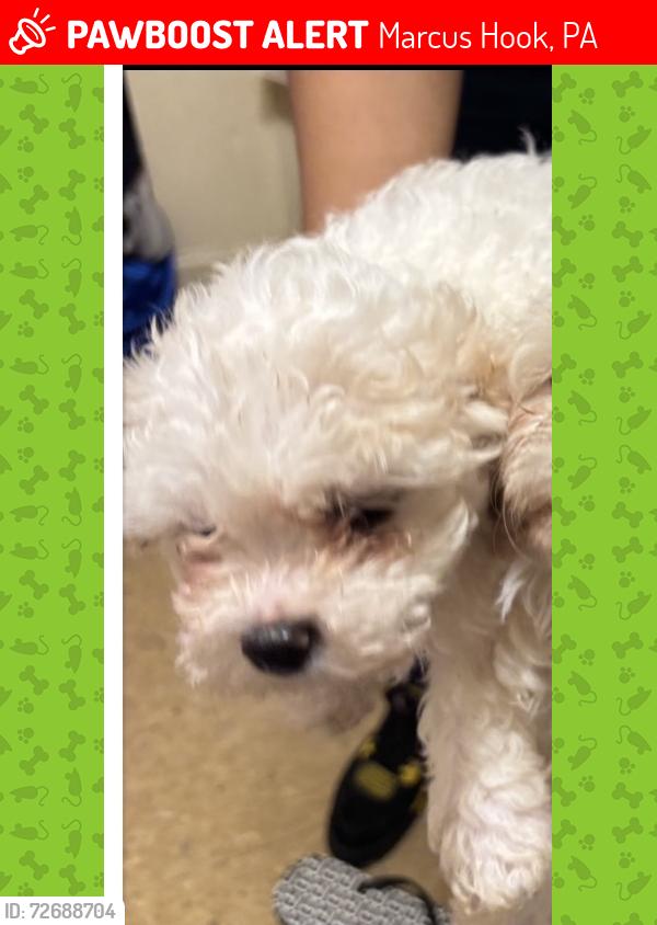 Lost Female Dog last seen Marcus hook, Marcus Hook, PA 19061