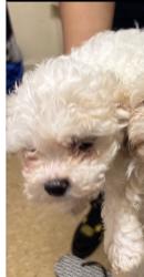 Lost Female Dog last seen Marcus hook, Marcus Hook, PA 19061