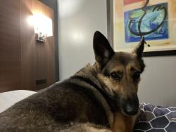 Lost Female Dog last seen Champy’s Chicken, East Ridge, TN 37412