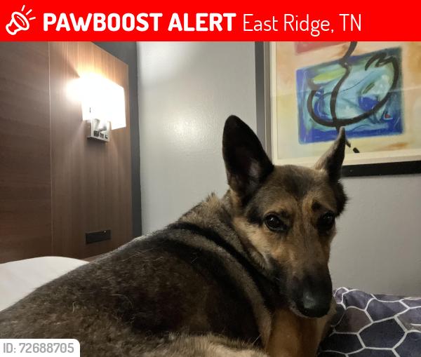 Lost Female Dog last seen Champy’s Chicken, East Ridge, TN 37412