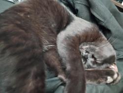 Lost Male Cat last seen Pears and bloomingdale, Valrico, FL 33596