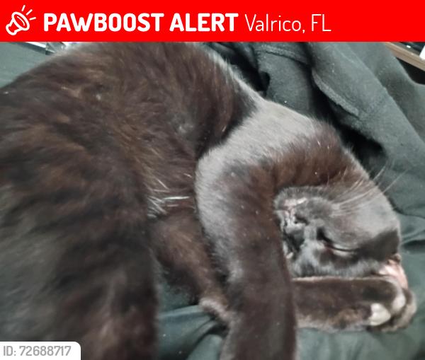 Lost Male Cat last seen Pears and bloomingdale, Valrico, FL 33596