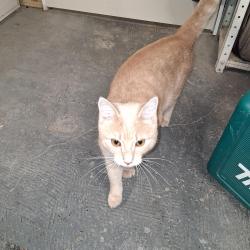 Found/Stray Male Cat last seen Pensacola ave/murial off memphis 42nd area, Cleveland, OH 44109