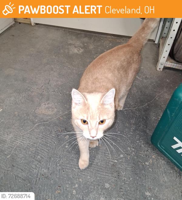 Found/Stray Male Cat last seen Pensacola ave/murial off memphis 42nd area, Cleveland, OH 44109