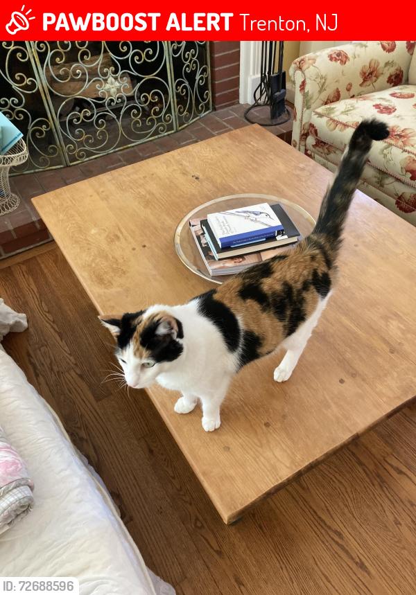 Lost Female Cat last seen Crown Rd. Woodhampton Rd, Trenton, NJ 08638