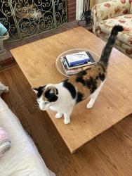 Lost Female Cat last seen Crown Rd. Woodhampton Rd, Trenton, NJ 08638