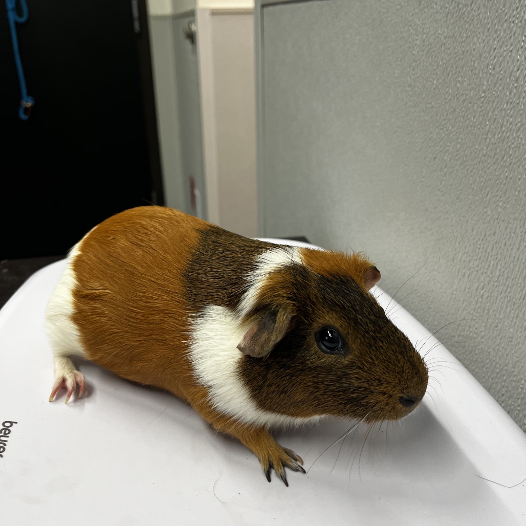 Shelter Stray Male Other last seen , Tampa, FL 33607