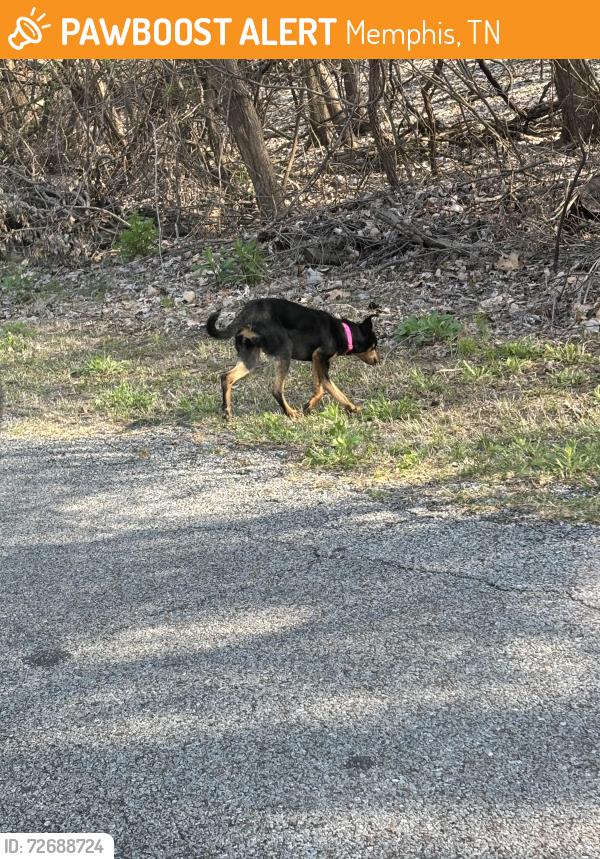 Found/Stray Unknown Dog last seen North side of Island Pl E, wooded area, Memphis, TN 38103