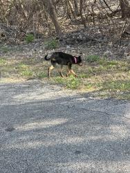 Found/Stray Unknown Dog last seen North side of Island Pl E, wooded area, Memphis, TN 38103
