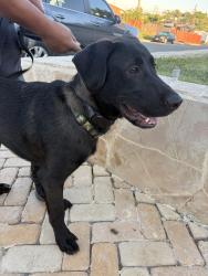 Found/Stray Male Dog last seen Helix & Guatay , Chula Vista, CA 91911
