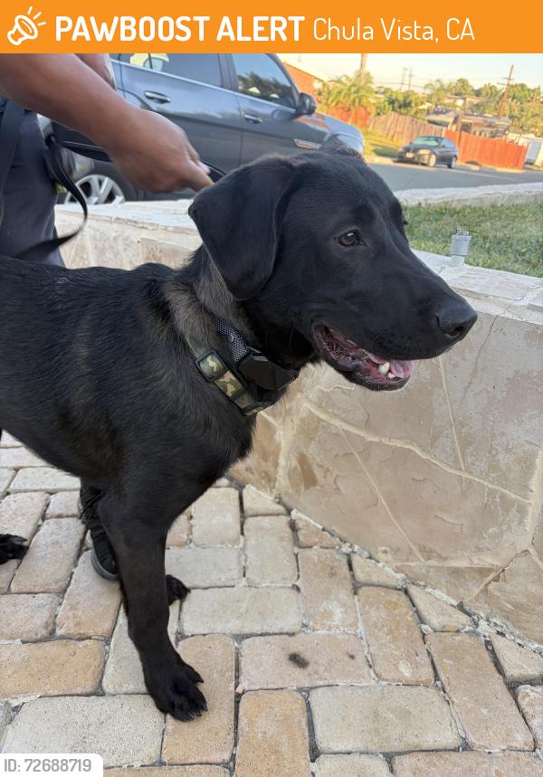 Found/Stray Male Dog last seen Helix & Guatay , Chula Vista, CA 91911