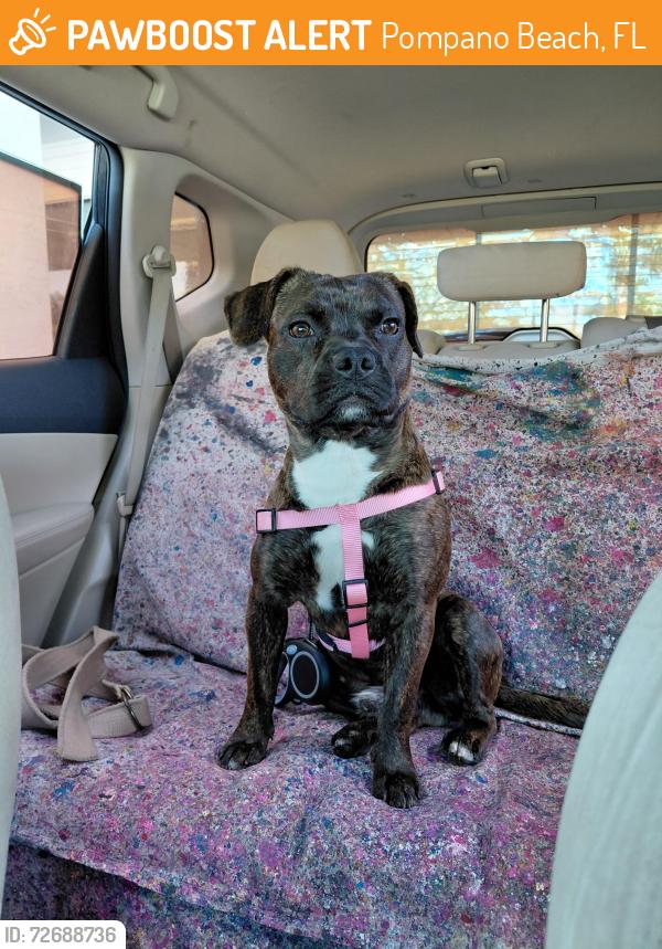 Found/Stray Male Dog last seen Powerline and 13th st, Pompano Beach, FL 33069