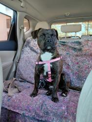 Found/Stray Male Dog last seen Powerline and 13th st, Pompano Beach, FL 33069