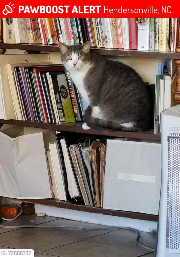 Lost Female Cat last seen Crescent Ave, Hendersonville, NC 28792