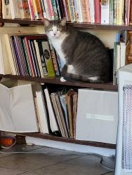 Lost Female Cat last seen Crescent Ave, Hendersonville, NC 28792