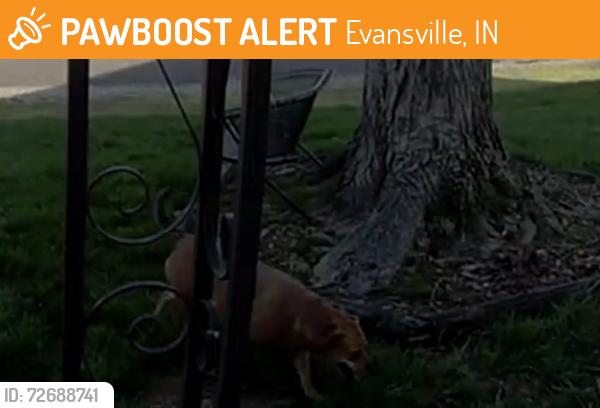 Found/Stray Unknown Dog last seen e franklin street headed towards swonder, Evansville, IN 47711