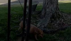 Found/Stray Unknown Dog last seen e franklin street headed towards swonder, Evansville, IN 47711