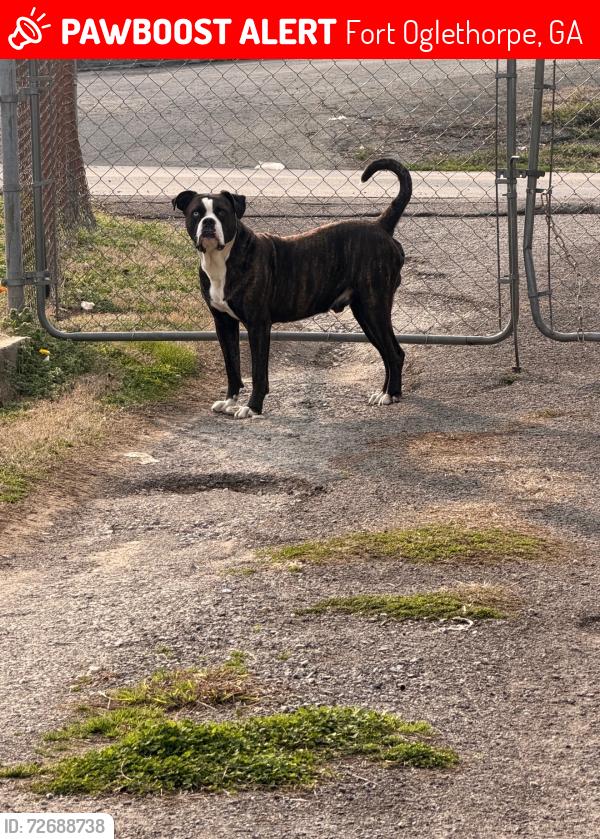 Lost Male Dog last seen Station 9 Fire Hall, Fort Oglethorpe, GA 30742