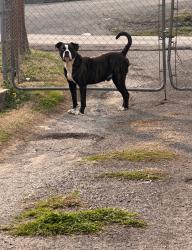 Lost Male Dog last seen Station 9 Fire Hall, Fort Oglethorpe, GA 30742