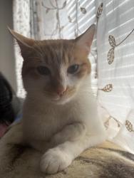 Lost Male Cat last seen North ave , Hapeville, GA 30354