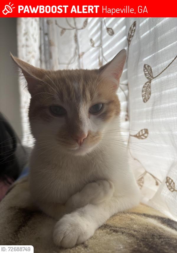 Lost Male Cat last seen North ave , Hapeville, GA 30354