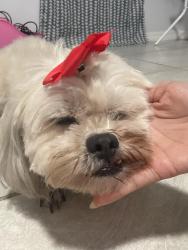 Lost Female Dog last seen Cambay lane, Spring Hill, FL 34608