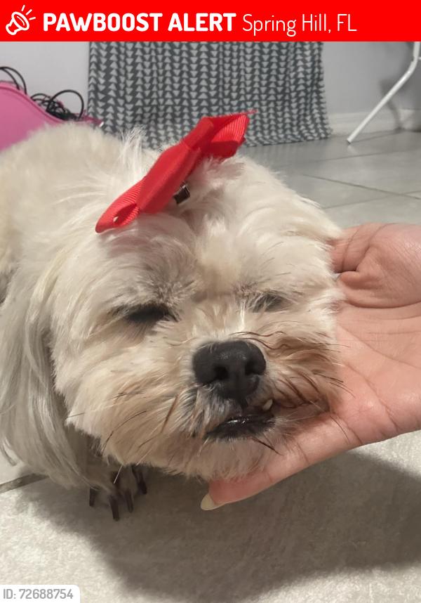 Lost Female Dog last seen Cambay lane, Spring Hill, FL 34608
