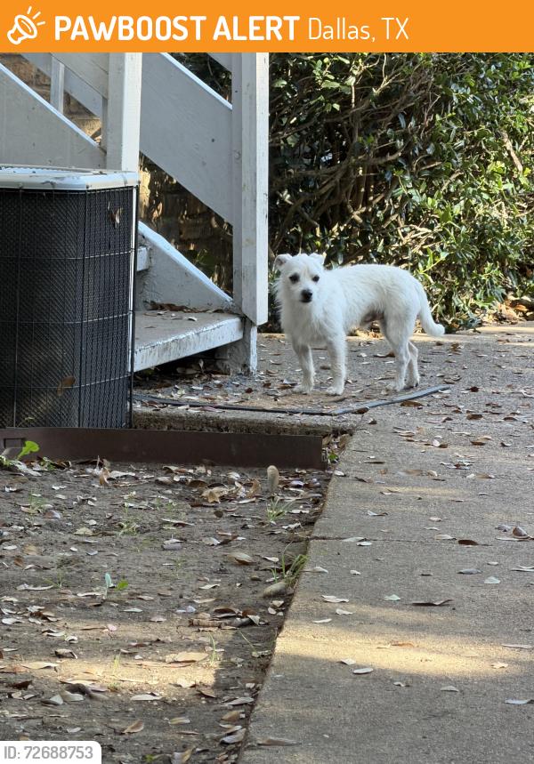 Found/Stray Unknown Dog last seen Spring Valley and Preston, Dallas, TX 75240
