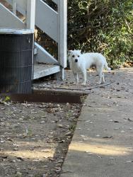 Found/Stray Unknown Dog last seen Spring Valley and Preston, Dallas, TX 75240